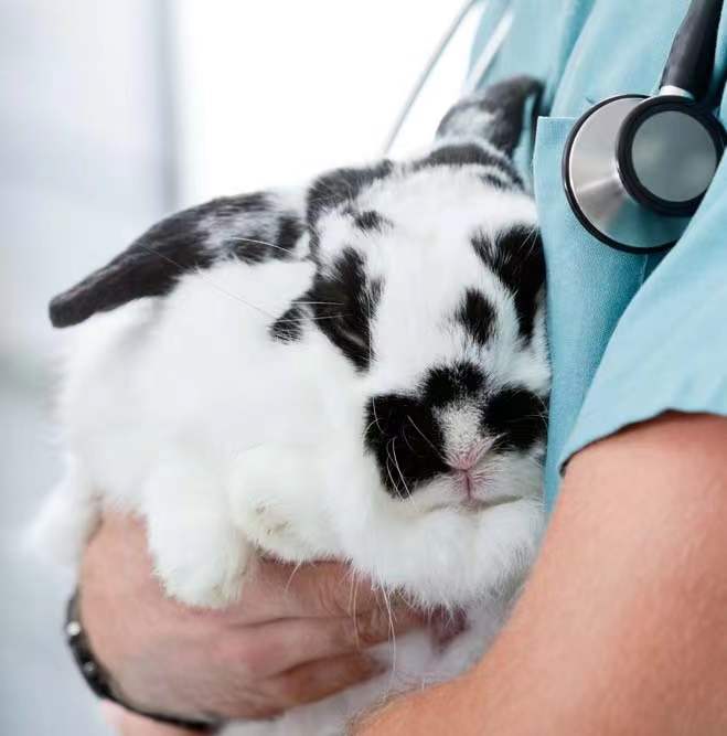 《醫(yī)療器械動物試驗(yàn)研究注冊審查指導(dǎo)原則》解讀